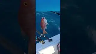 Pescando yelloweye snapper #fishing