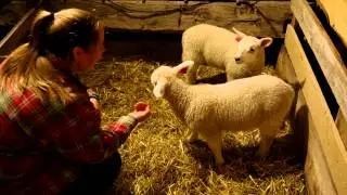 Epic Orphan Lamb Feeding Video [PT 2]