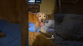 Adorable Senior Fox Red Lab & Russian Blue Demands Attention🥰