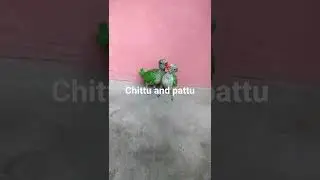 #shorts#chicks parrot# kissing the chicks# Green parrot#