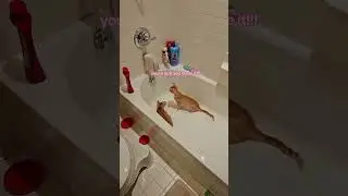 When Your Kitten Discovers the World of Self Reflection