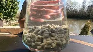 MELEG BAIT C. S. L Pellets Oxygen