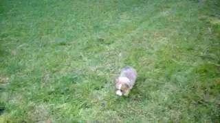 Merlin the 8 week old Corgi