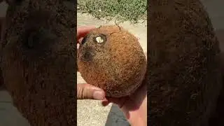 В кокосах есть ядра.
