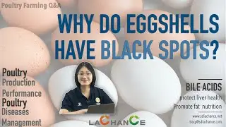 Poultry Farming Q&A ｜ Why do eggshells have black spots?