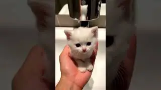 Bubble Cat 🤣😹#funny #shorts #trending #viral #cat #ai