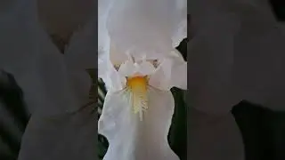 White Bearded Iris | Daily Meditation With Spenta Armaiti