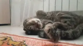 It seems... he's running after a mouse?/кажется... он бежит за мышкой?