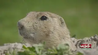 A look at wildlife at the Badlands