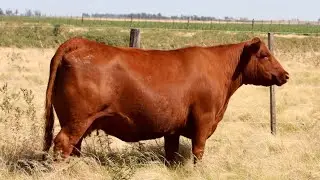 La Secreta. Nueva donante Red Angus con preñeces. Hija del Ruger en la familia de Secretaria.