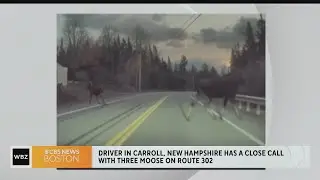 Video shows close encounter New Hampshire driver had with moose