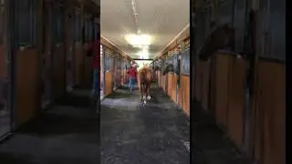 Pro-Stride effect on lame horse