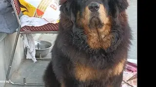 Tibetan Mastiff#Doon Kennel club Dog show #Dog lover#dehradun explore #best dog #pahadi dog