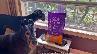 Great Dane's Emotional Tribute To Harlequin Image -  Miss You Mikey