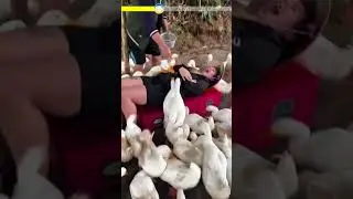 Лікування вигорання по-в&rsquo;єтнамськи: качки-масажисти