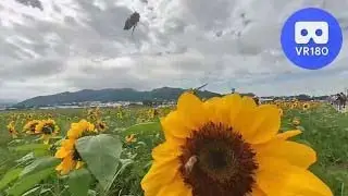 Taichung International Flower Carpet Festival 2024 臺中國際花毯節2024 07. A VR180 Virtual Experience