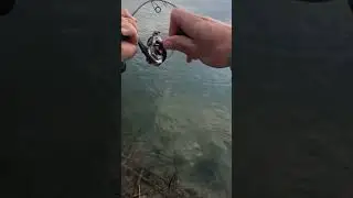 Catching big flatties #fishing #fish #flathead #lure #lures #lurefishing #forster