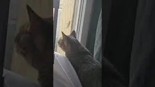 Noise wants the locust/grasshopper 