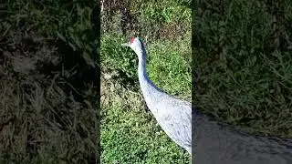 Sandhill crane grumbles (turn up the volume) #nature #birds #cranes #wildlife