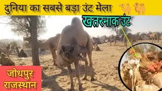 ऊंट #vlog Camel #mela 