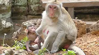 Wow! JANE Monkey Give Birth Today But Baby Newborn JAZZY Very Strong Can Stand& Walk Such Born 7Days