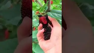 mulberry fruit#fruits #mulberryfruit