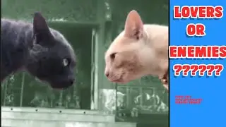 Try not to laugh with these fun animals / Cats Lovers or Enemies?