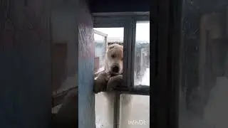 Хороший пес но кушает много😭
