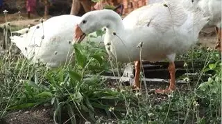 Amazing goose - most amazing animal goose| amazing geese mating | goose romantic with girlfriends