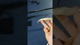 baits for smith lake#bass #shorts #blueback #livescope #foryou #viral #fishing #fyp#shortsfeed #feed