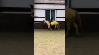MELLO CUP! #horse #equestrianjourney #horseriding #fyp #horseenthusiast #riding #bareback
