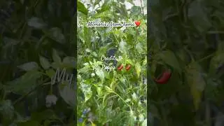 Memories from home#chillies in rain by my Papa# kitchen garden 🪴