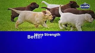 Carniwel Club Dog Food &ndash; Advance Growth & Maintenance Formula | Complete Nutrition for All Breeds