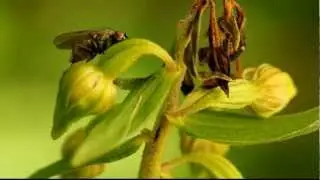 Anthomyiid fly on a Helleborine (Epipactis) orchid.