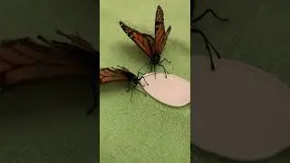 Feeding more injured monarch butterflies #shorts #butterfly