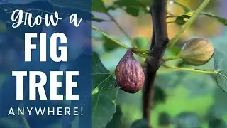 Grow Your Own Figs! Potting a Fig Tree Step by Step