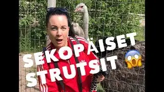 PAUSE-HAASTE feat. LASSI (+VLOG #2)