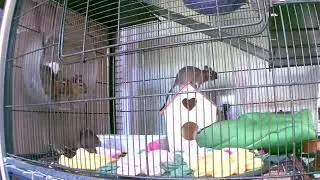 Copy of Degu live! Missed your fluffy friends? Watch them run and play live!