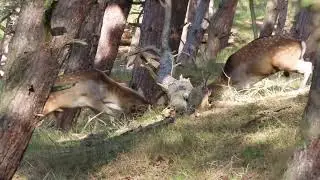 bronst damherten AWD