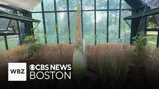 Rare smelly corpse flower set to bloom in Massachusetts