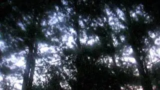 Tibicen auletes (Northern Dusk-singing Cicada)