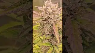 Growing BIG, Colourful Autoflowers Under the Slim 600H NextGen #homegrown