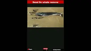 Dead fin whale removed from Bridlington beach|#shorts