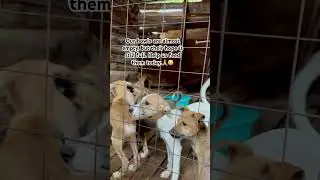 #animalrescue #viralshorts #youtubeshorts #youtubedogs #shelterdogs #rescuedog #shorts #helpdogs