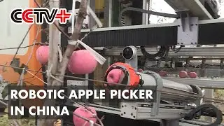 Robotic Apple Picker Takes Bite out of Human Labor in Northwest China's Shaanxi
