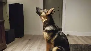 German Shepherd Howling Challenge!