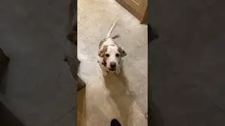 Patch the Beagle opens his ears for a treat