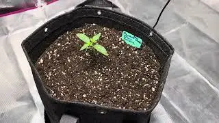 Growing Weed #marshydro