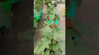 Grow winter vegetables at home #terracegardenindia #gardening #vegetablegarden #youtubeshorts