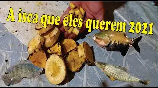 A isca que os peixes querem em 2021,1 kg por 2 reais